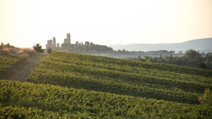 San Gimignano: Wine and Food Tasting in a Family Winery - Estate Features