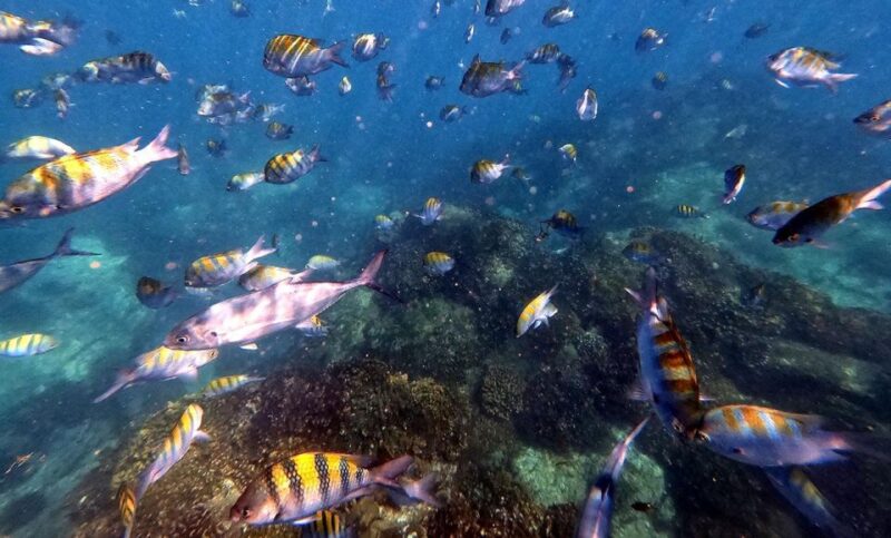 San Jose Del Cabo Private Snorkeling Tour - Key Points