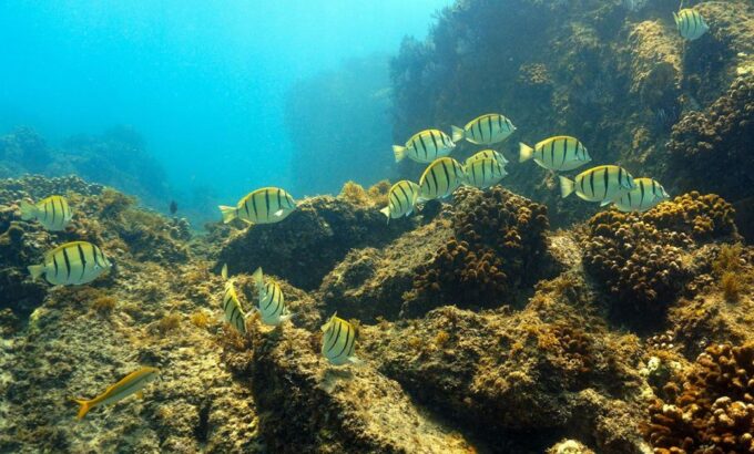 San Jose Del Cabo Private Snorkeling Tour - Tour Highlights