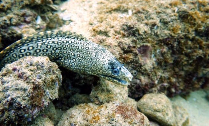San Jose Del Cabo Private Snorkeling Tour - Inclusions and Amenities
