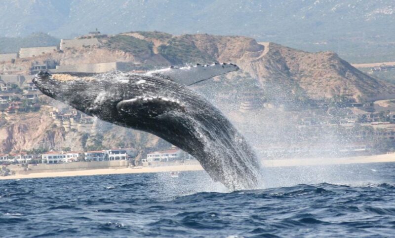 San Jose Del Cabo Private Whale Watching - Whale Migration and Viewing Experience