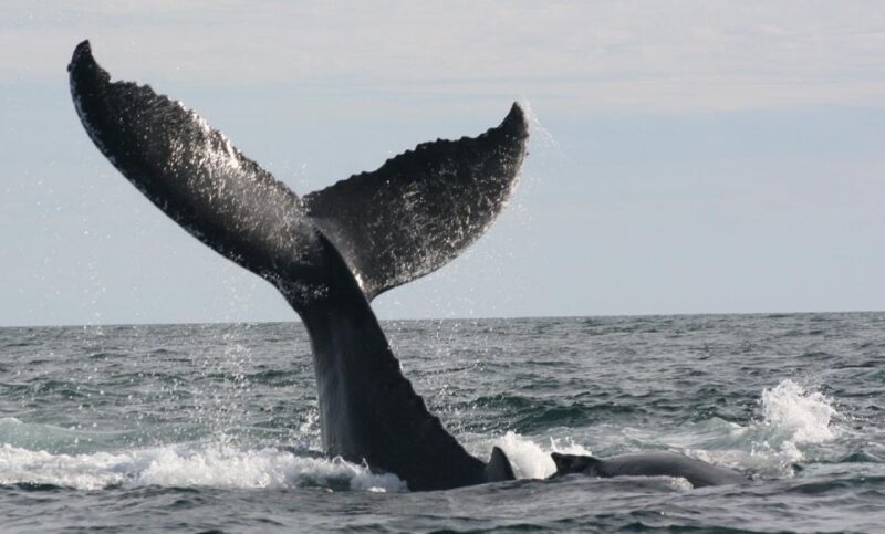 San Jose Del Cabo Private Whale Watching - Tour Inclusions and Comfort