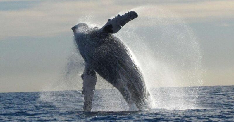 San Jose Del Cabo Private Whale Watching - Important Restrictions