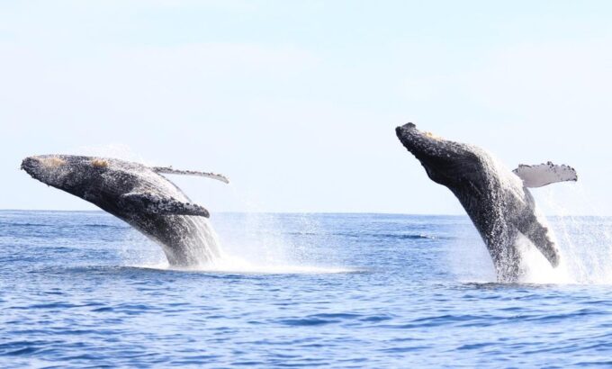 San Jose Del Cabo Private Whale Watching - Booking and Cancellation