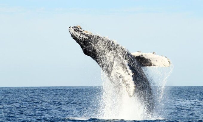 San Jose Del Cabo Private Whale Watching - Seasonal Availability