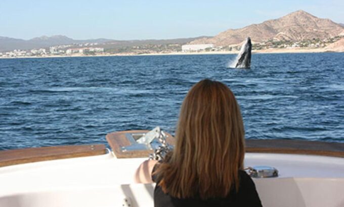 San Jose Del Cabo Private Whale Watching - Meeting Point Details