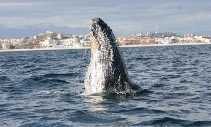 San Jose Del Cabo Private Whale Watching - Frequently Asked Questions