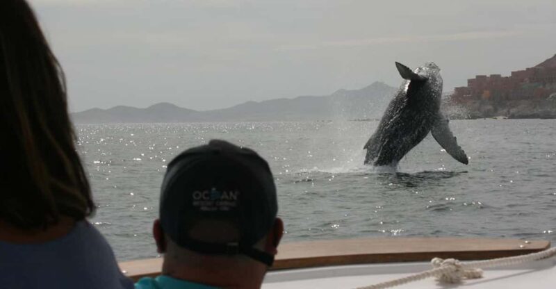 San Jose Del Cabo Private Wildlife Encounter - Diverse Marine Life