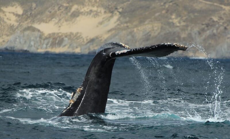 San Jose Del Cabo Private Wildlife Encounter - Knowledgeable Marine Experts