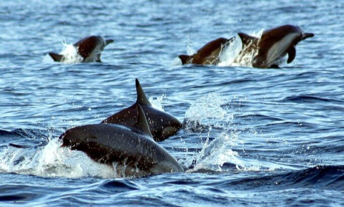 San Jose Del Cabo Private Wildlife Encounter - Comfortable Boat Amenities