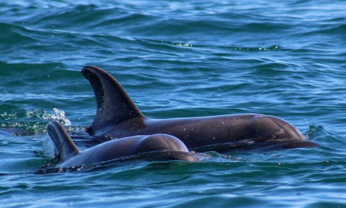 San Jose Del Cabo Private Wildlife Encounter - Frequently Asked Questions