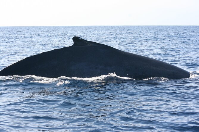 San Jose Del Cabo Small-Group Sunrise Whale Watching - Health and Safety Information
