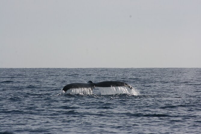 San Jose Del Cabo Small-Group Sunrise Whale Watching - Intimate Group Experience
