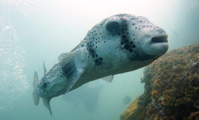 San Jose Del Cabo Snorkeling Tour - Inclusions and Comfort Features