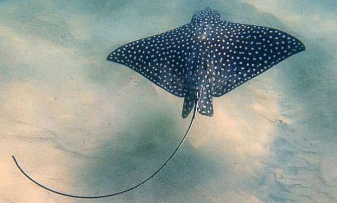 San Jose Del Cabo Snorkeling Tour - Cancellation and Booking