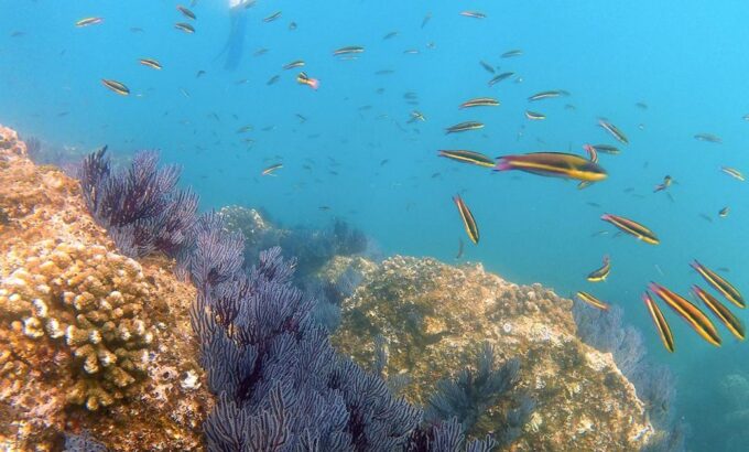 San Jose Del Cabo Snorkeling Tour - Contact and Reservations