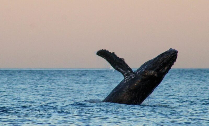 San Jose Del Cabo Sunset Whale Watching - Key Points