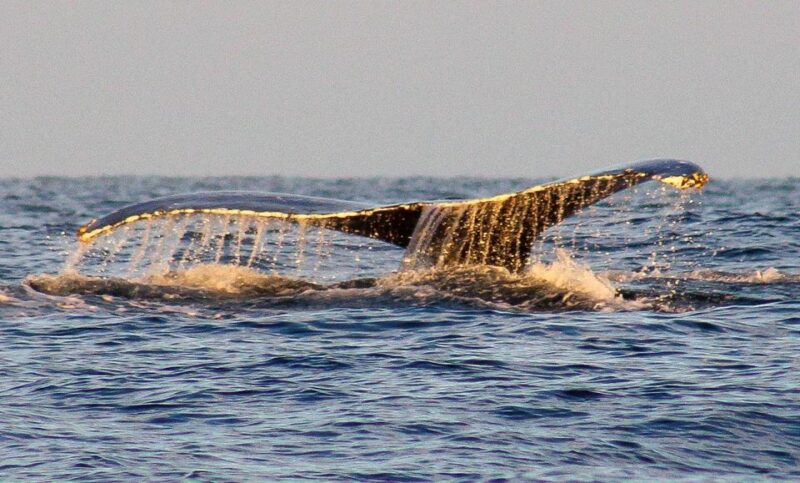 San Jose Del Cabo Sunset Whale Watching - Experience Highlights