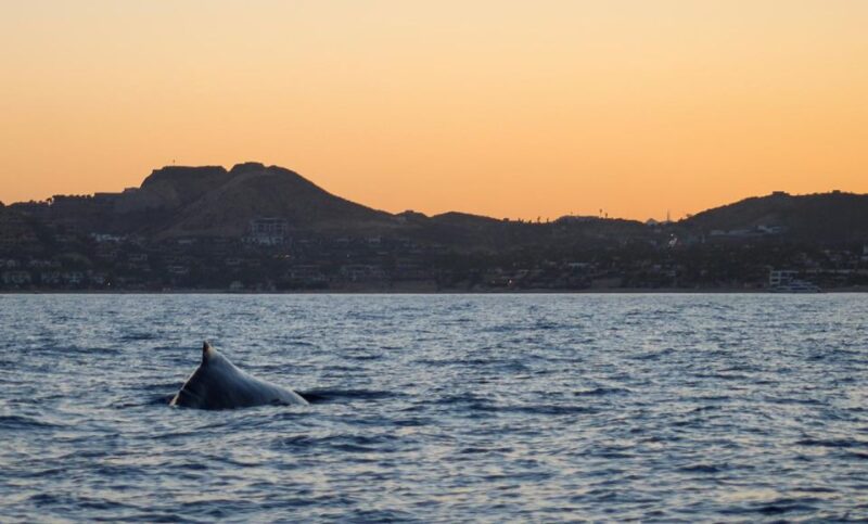 San Jose Del Cabo Sunset Whale Watching - Important Considerations