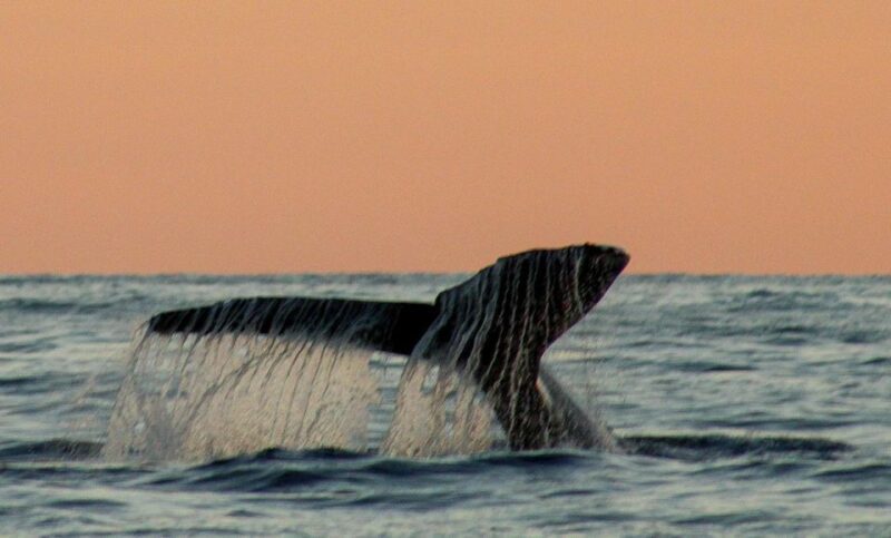 San Jose Del Cabo Sunset Whale Watching - Customer Feedback
