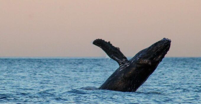 San Jose Del Cabo Sunset Whale Watching - Booking and Availability