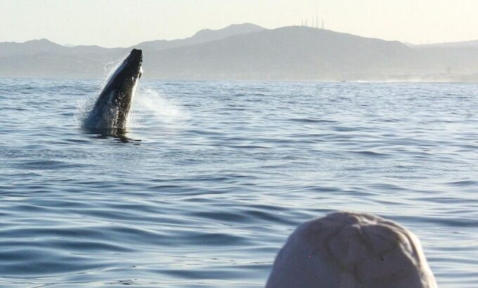 San Jose Del Cabo Sunset Whale Watching - Getting to the Meeting Point