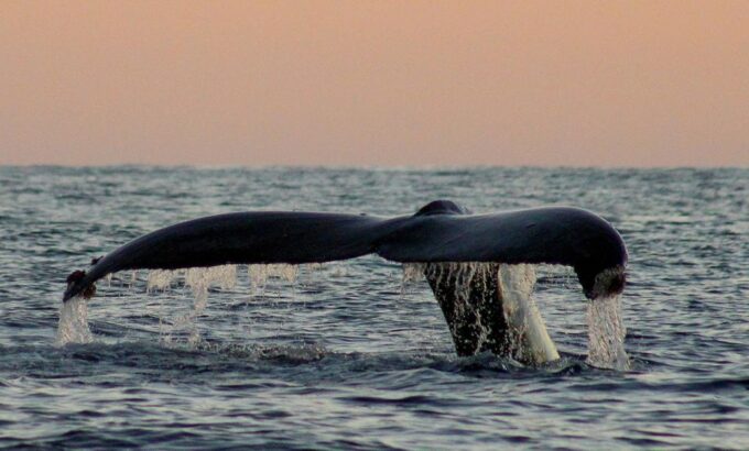 San Jose Del Cabo Sunset Whale Watching - Frequently Asked Questions