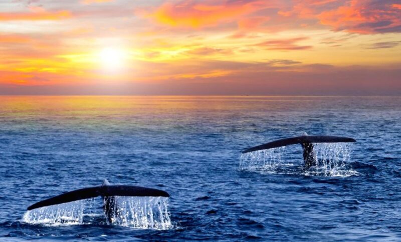 San Jose Del Cabo Whale Watching Sunrise Tour - Key Points
