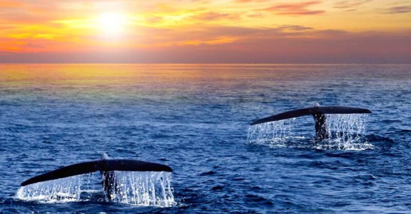 San Jose Del Cabo Whale Watching Sunrise Tour - Itinerary Details