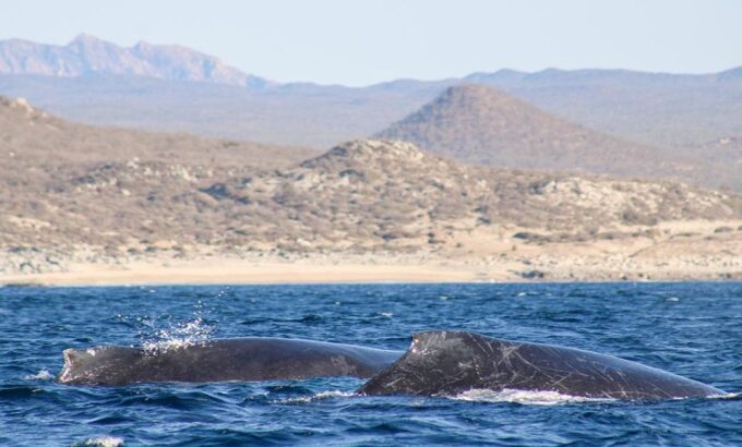 San Jose Del Cabo Whale Watching Sunrise Tour - Reserve Now and Pay Later Option