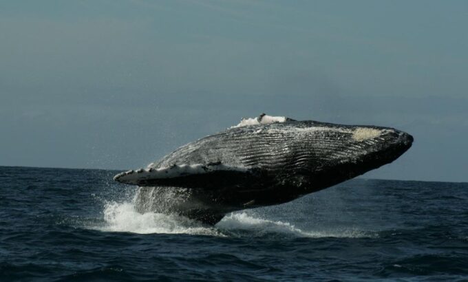 San Jose Del Cabo Whale Watching Sunrise Tour - Frequently Asked Questions