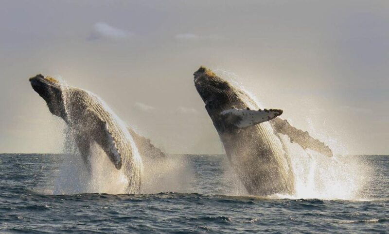 San Jose Del Cabo Whale Watching - Key Points