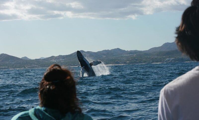 San Jose Del Cabo Whale Watching - Pricing and Scheduling