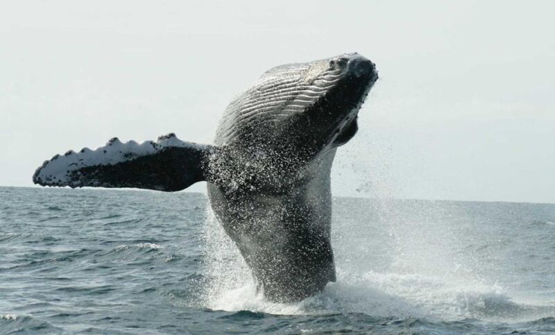 San Jose Del Cabo Whale Watching - Tour Highlights