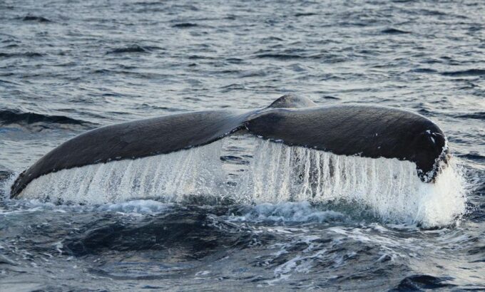 San Jose Del Cabo Whale Watching - Health and Safety Considerations