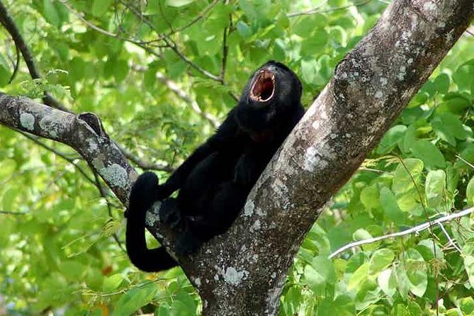 San Jose, Manuel Antonio National Park Private Sightseeing Tours - Wildlife and Activities