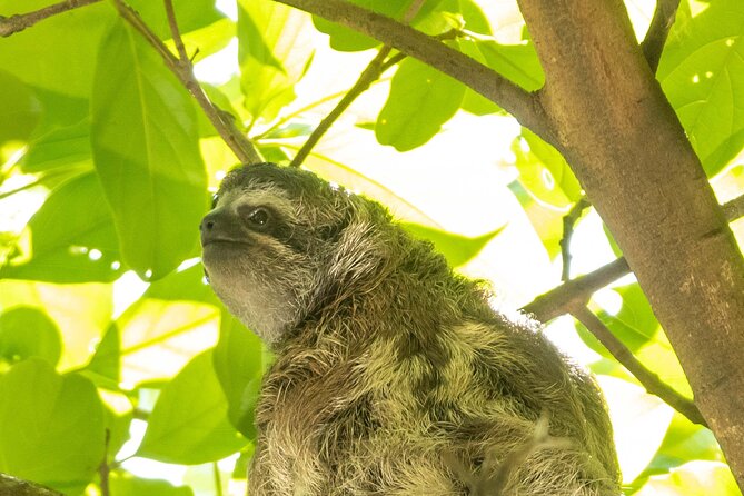 San Jose Walking Nature Tour: Sloths, Birds and Trees - Guides Expertise and Knowledge