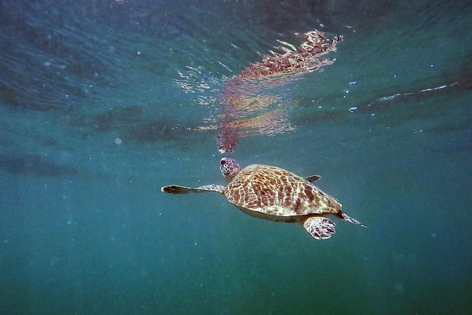San Juan Guided Snorkel Tour With Videos - Gear and Equipment