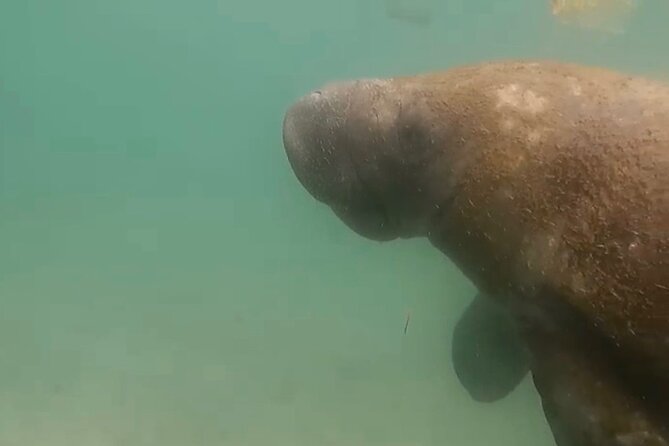San Juan Guided Snorkel Tour With Videos - Meeting and Pickup