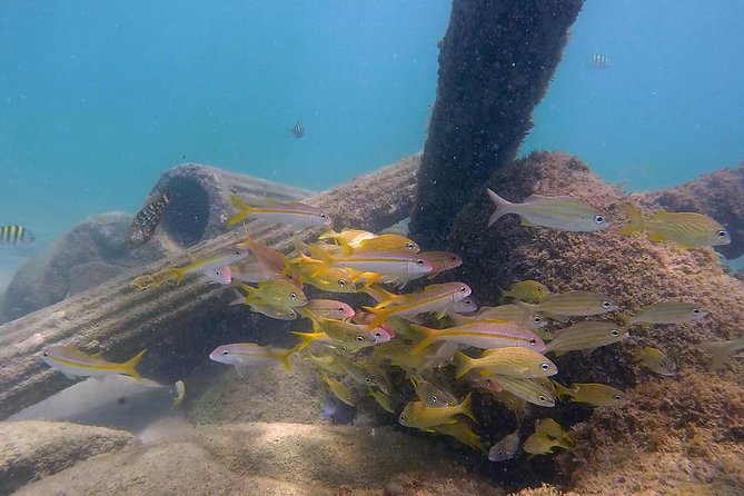 San Juan Guided Snorkel Tour With Videos - Reviews and Feedback