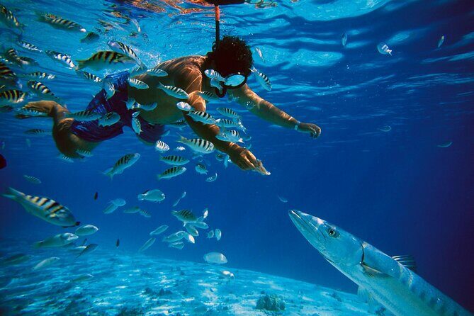 San Juan Guided Snorkeling Experience - With Transport 8am or 3pm - The Sum Up
