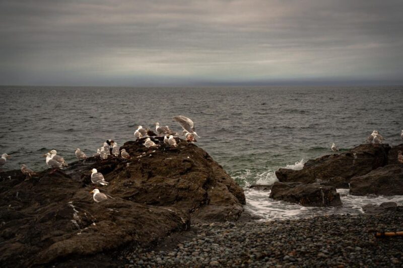 San Juan Island: 3-Hour Kayak Tour - Itinerary and Experience