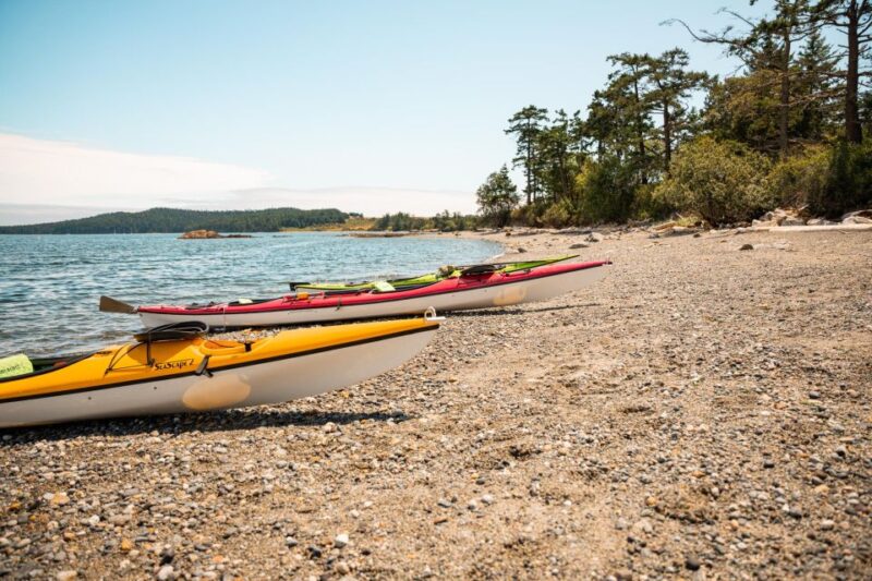 San Juan Island: 3-Hour Kayak Tour - Wildlife and Scenery