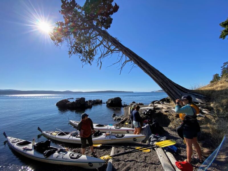 San Juan Island: Full Day Kayaking Tour With Lunch - Customer Reviews