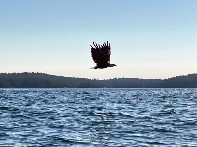 San Juan Island: Full Day Kayaking Tour With Lunch - Preparing for the Adventure