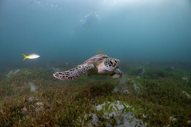 San Juan Snorkeling Tour with Fish and Turtles - Key Points
