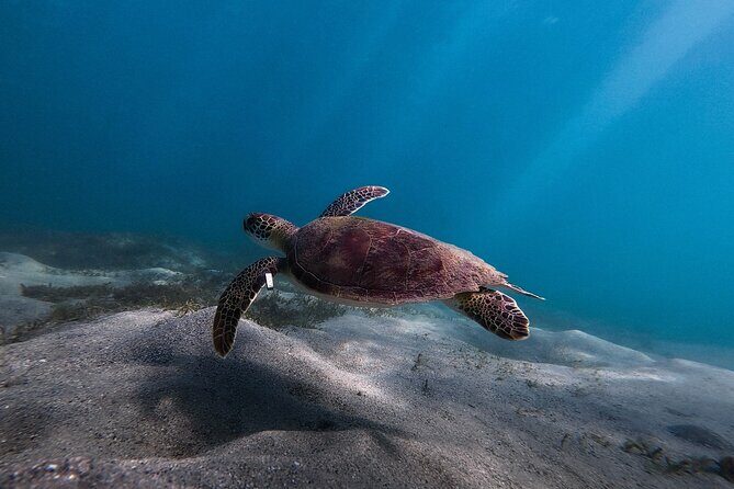 San Juan: Snorkeling with Turtles Adventure and Free Videos - Price and Value Analysis