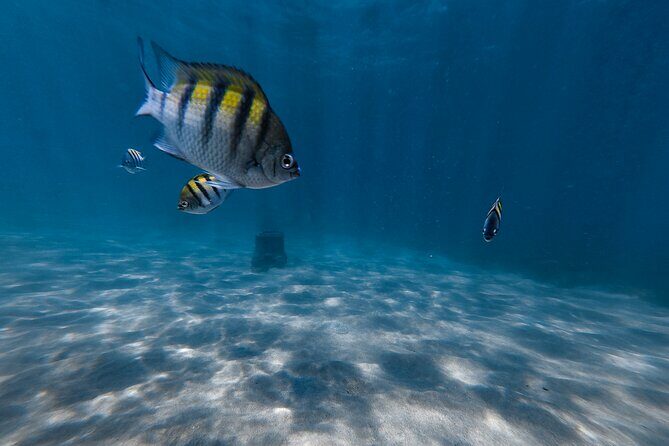 San Juan: Snorkeling with Turtles Adventure and Free Videos - Who Should Skip This Tour?