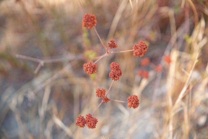 San Luis Obispo: Margarita Ranch Foraging Tour - Nutritional and Beverage Uses