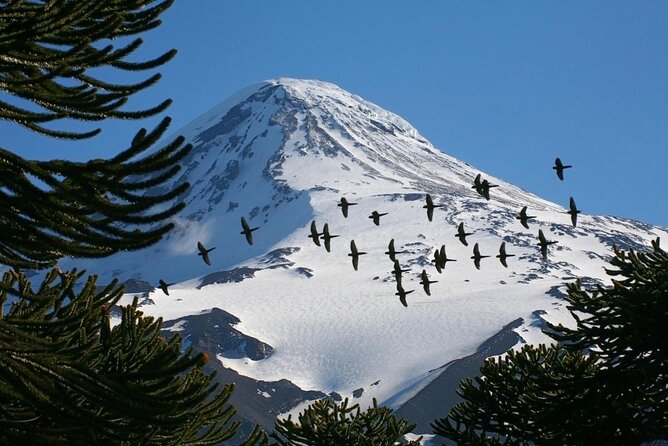 San Martin De Los Andes, Huechulafquen Lake & Lanin Volcano - Full Day - Key Points